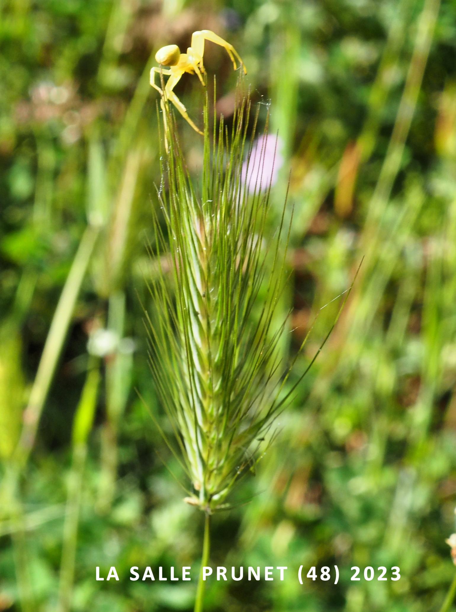 Barley, Wild